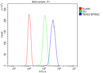 Anti-ETF/TEAD2 Antibody