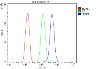Anti-ULBP1 Antibody