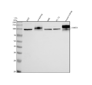 Anti-UMOD Antibody
