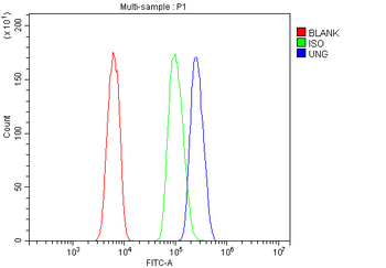 Anti-UNG Antibody