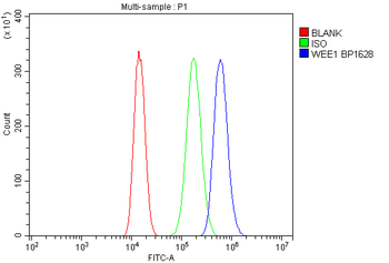 Anti-WEE1 Antibody