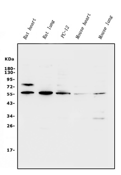 Xrcc4 Antibody