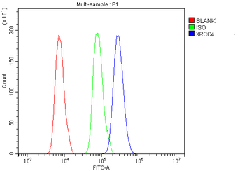 Anti-Xrcc4 Antibody