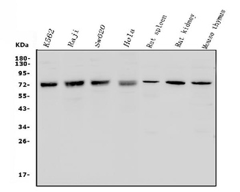 MCPIP1/ZC3H12A Antibody