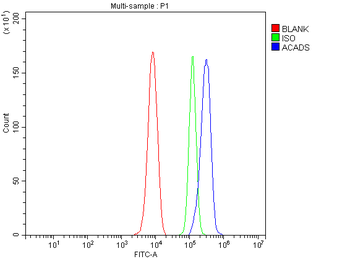 Anti-ACADS/SCAD Antibody