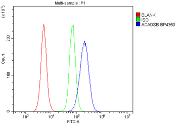 Anti-SBCAD/ACADSB Antibody