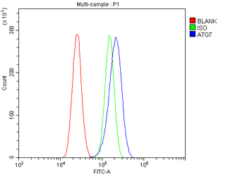 Anti-ATG7 Antibody