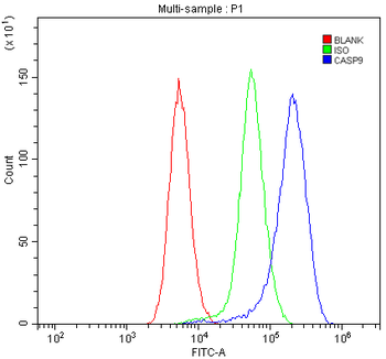 Anti-Caspase-9 p35/Casp9 Antibody