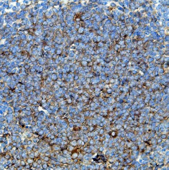 Anti-Cd63 Antibody