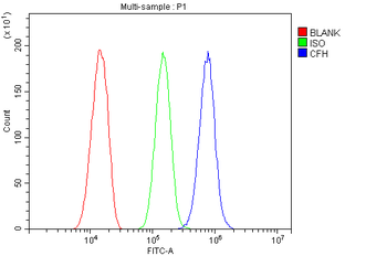 Anti-Factor H/Cfh Antibody