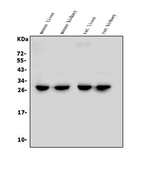 LOC134147/CMBL Antibody