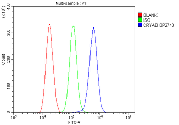 Anti-Alpha B Crystallin/CRYAB Antibody