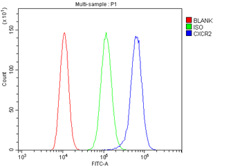 Anti-CXCR2 Antibody