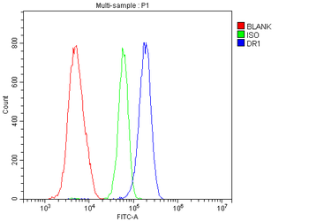 Anti-DR1 Antibody