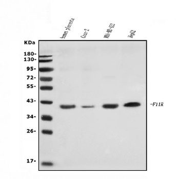 JAM-A/F11R Antibody
