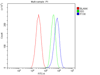 Anti-JAM-A/F11R Antibody