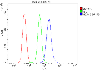 Anti-HDAC5 Antibody
