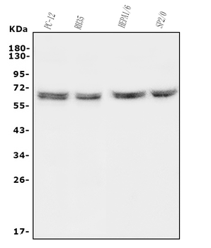 Anti-HYAL1 Antibody