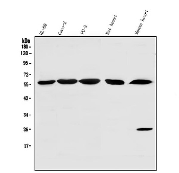 SRP1/KPNA1 Antibody