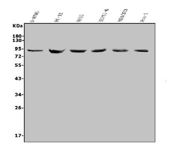 Anti-MDM2 Antibody