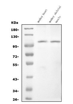 Anti-CARD4/NOD1 Antibody