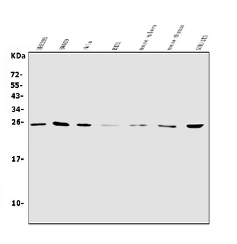 Anti-NT-4/NTF4 Antibody