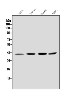 Anti-Orai2 Antibody
