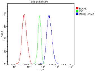Anti-RIOK1/RIO1 Antibody