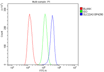 Anti-SLC22A3 Antibody
