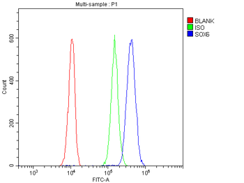 Anti-SOX6 Antibody