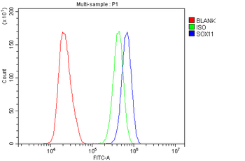Anti-SOX11 Antibody