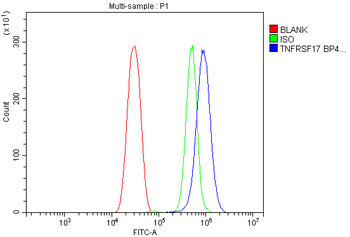 Anti-BCMA/Tnfrsf17 Antibody