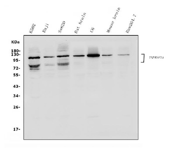 DR6/TNFRSF21 Antibody