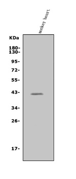 MURF1/TRIM63 Antibody
