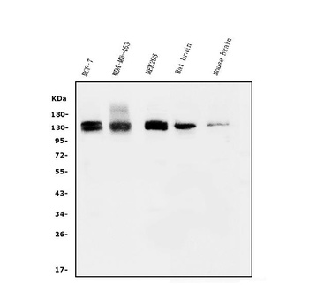 KIBRA/WWC1 Antibody