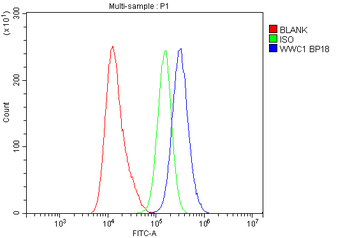 Anti-KIBRA/WWC1 Antibody
