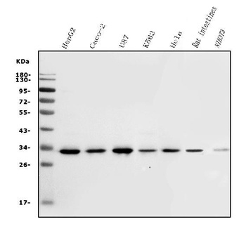 Carbonic Anhydrase 13/CA13 Antibody