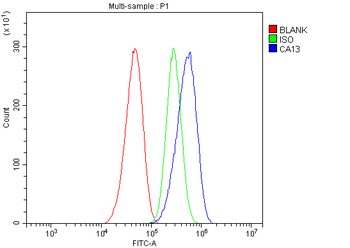 Anti-Carbonic Anhydrase 13/CA13 Antibody