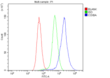 Anti-COX8A Antibody