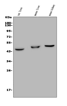 Anti-GPCR TGR5/GPBAR1 Antibody