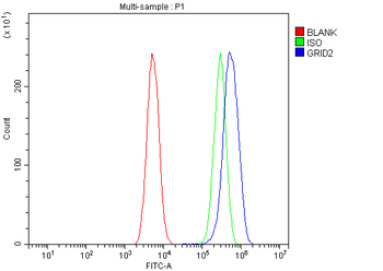 Anti-GRID2 Antibody