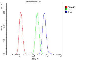 Anti-GILT/IFI30 Antibody
