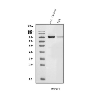 Anti-MAP4K1/HPK1 Antibody