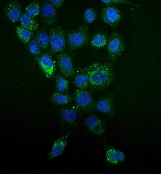 Anti-MAP4K5 Antibody