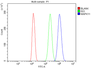 Anti-MAPK11 Antibody