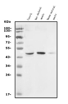 GDF8/Myostatin/MSTN Antibody