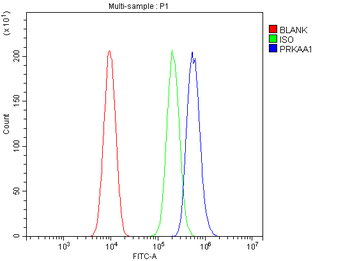 Anti-AMPK alpha 1/PRKAA1 Antibody