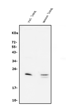 Anti-Prosurfactant Protein C/SFTPC Antibody