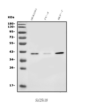 Anti-SLC25A19 Antibody