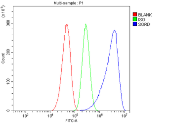 Anti-Sorbitol Dehydrogenase/SORD Antibody